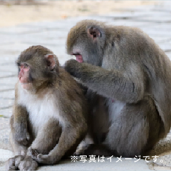 日本モンキーパーク